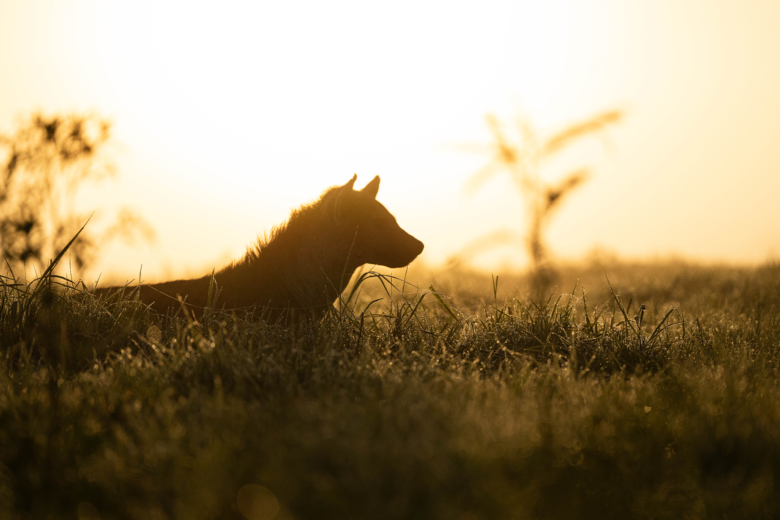 Ameliya Safaris | Hyenas are Misunderstood scavengers