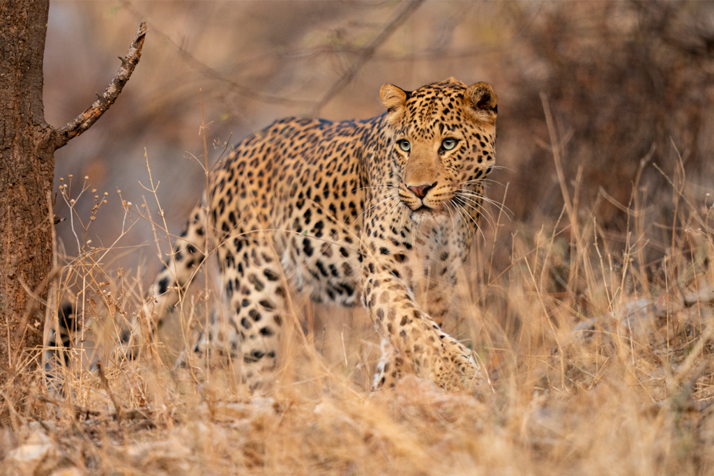Leopard | Ameliya Safaris