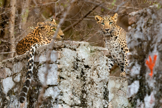 Leopard on Rock