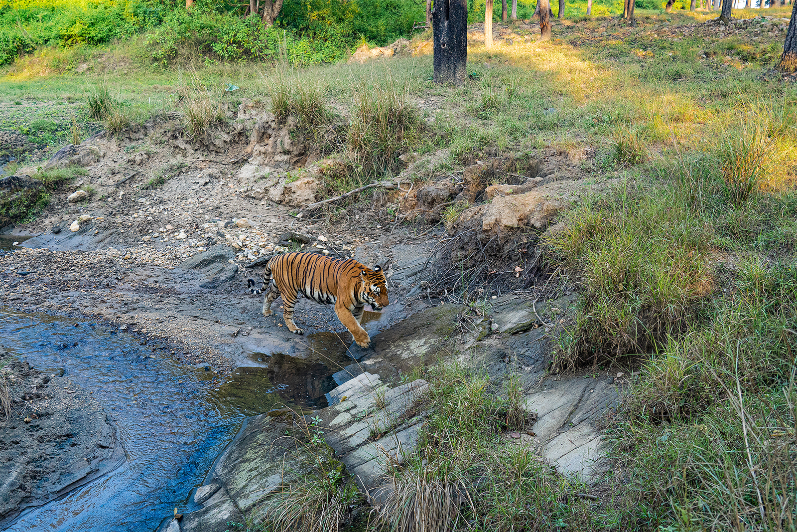 Tiger | Ameliya Safaris