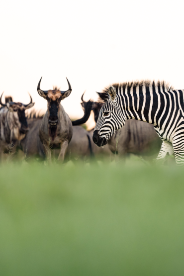 Kenya Migration safari | Ameliya Safaris