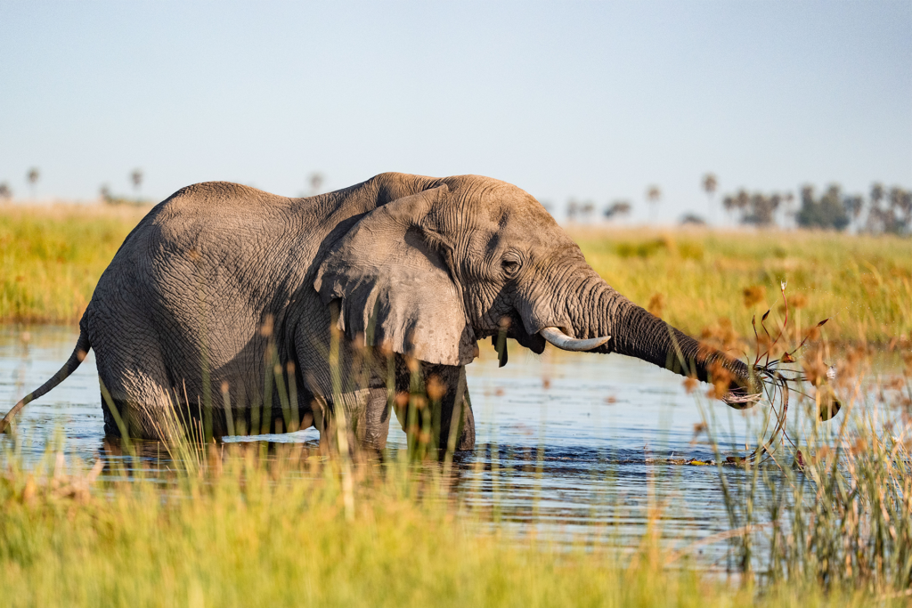 Linyati Elephant