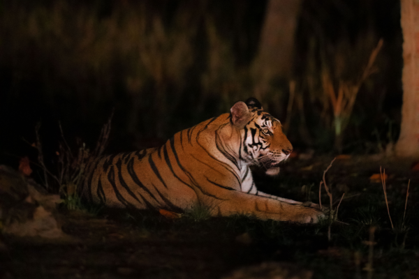 Tiger Night Safari india