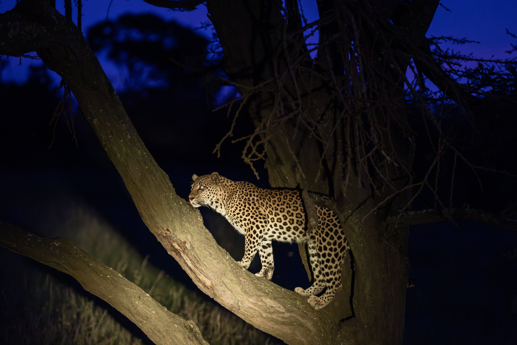 A night game drive in Africa