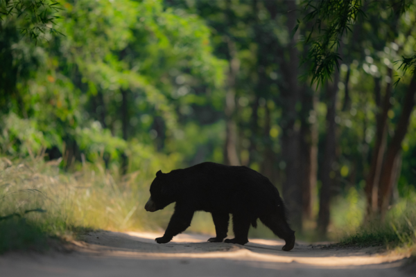 Sloth Bear | Ameliya Safaris