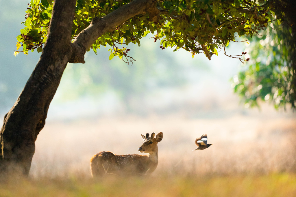Deer | Ameliya Safaris