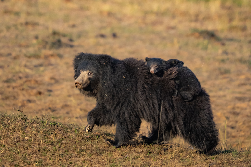 Sloth Bear | Ameliya Safaris