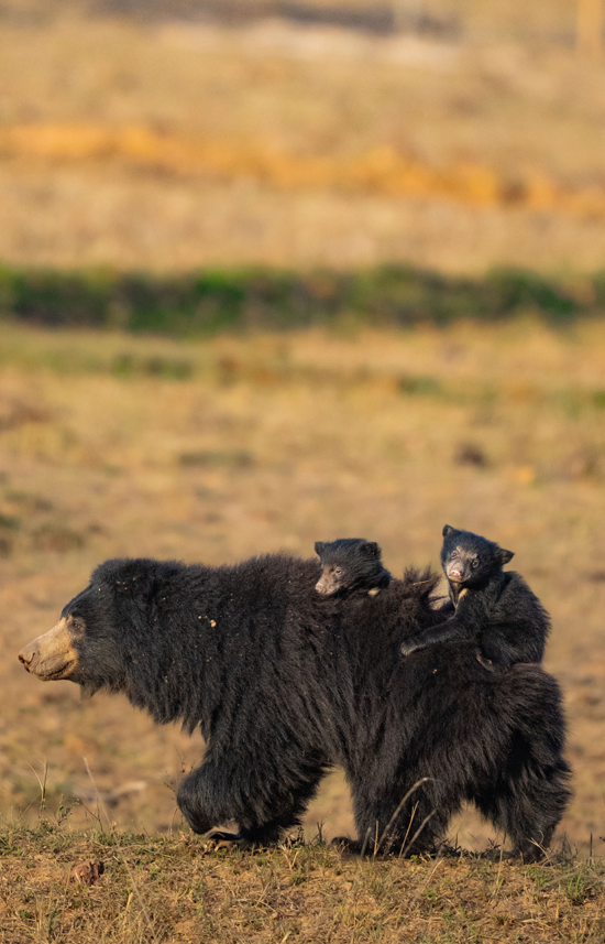 Sloth Bear | Ameliya Safaris