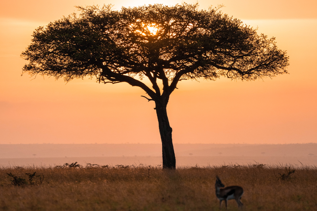 Serengeti Vegetation