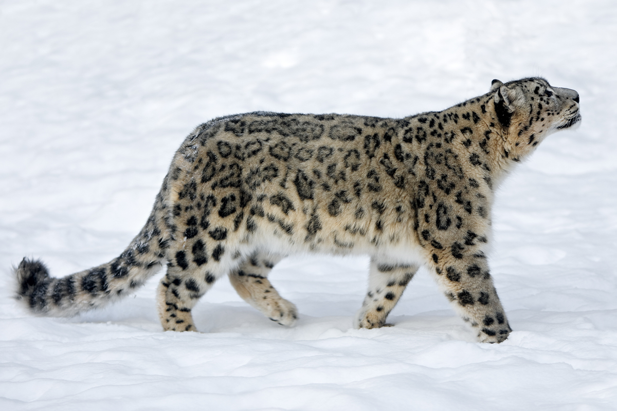 snow leopard adventure packages