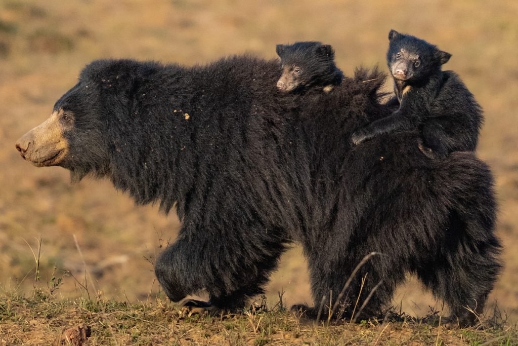 Sloth Bear With Cubs | Ameliya Safaris