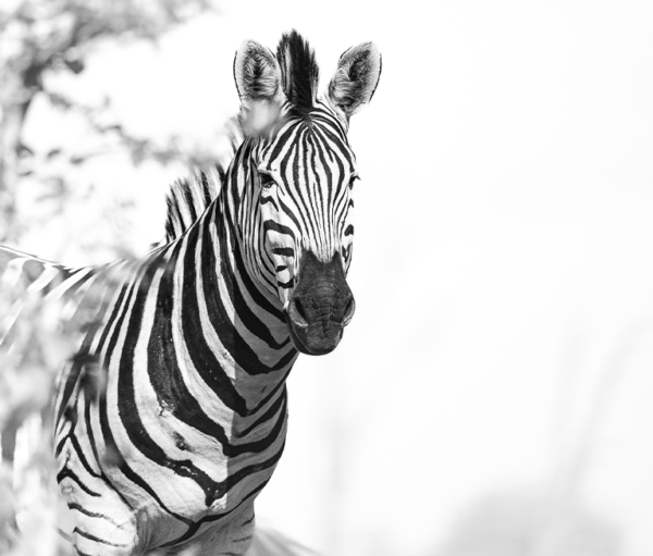 zebra great migration