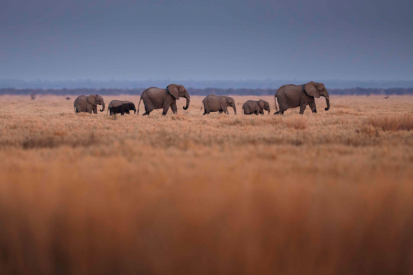 African Elephants In Grassland | Ameliya Safaris