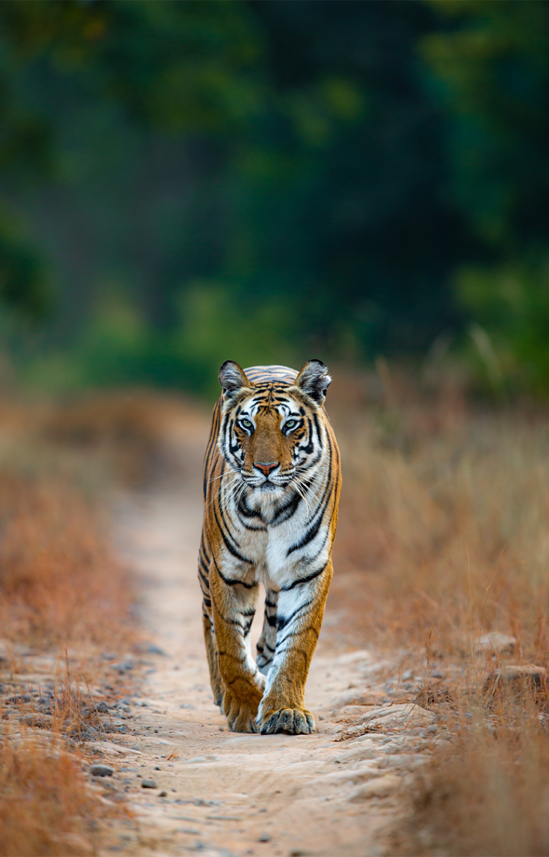 Itinerary- A Photographic Safari in India - Privately Guided - Ameliya ...