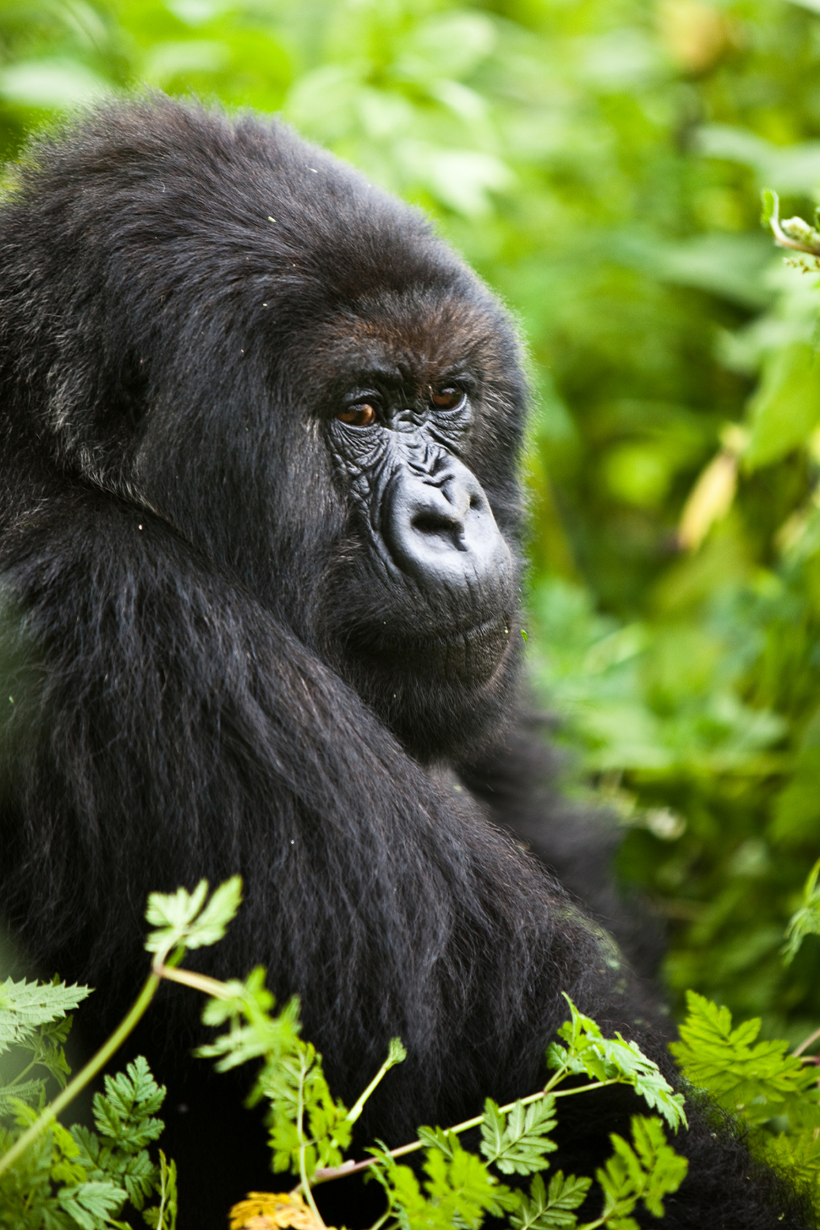 A gorrilla in Rwanda- safari experiences with Ameliya