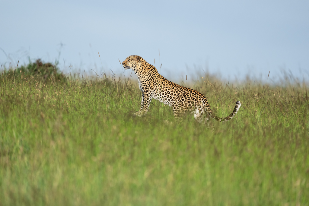 luxury safari in kenya