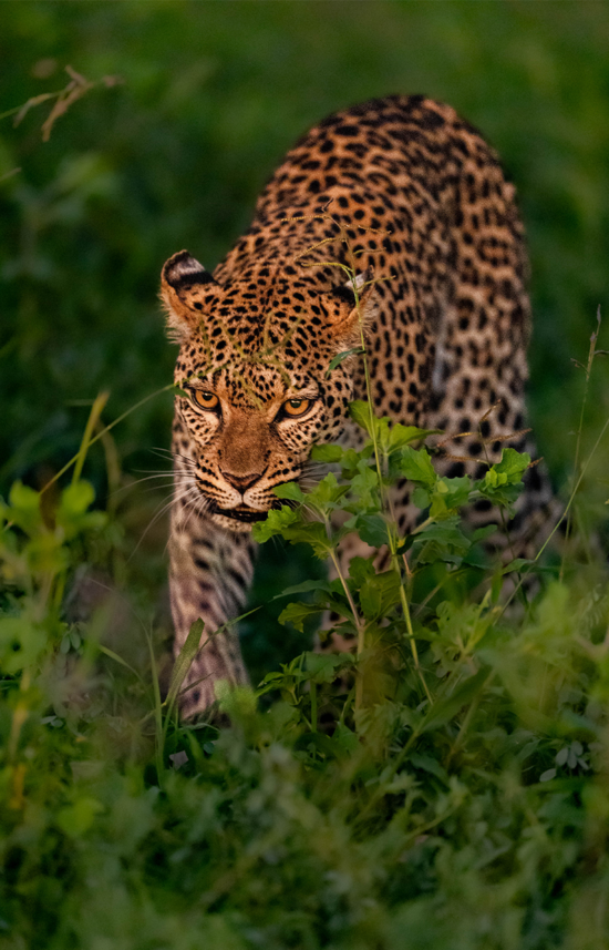 Leopard | Ameliya Safaris