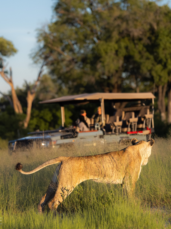 Lion and Jeep | Ameliya Safaris