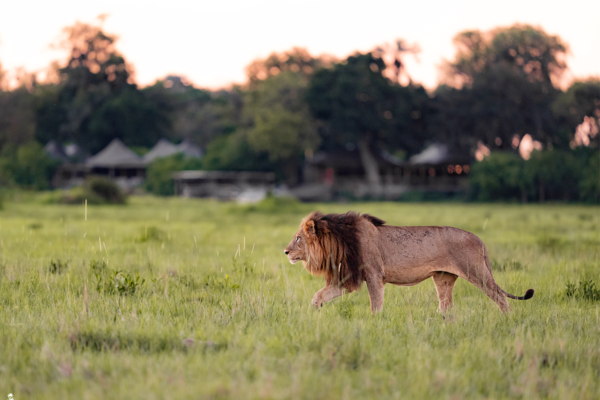 Wild lions in Okavango Delta