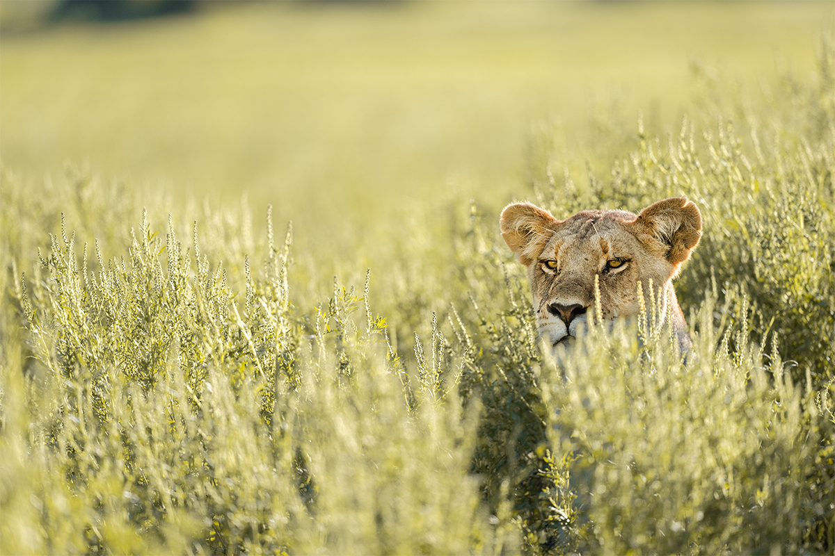 African lioness in Naboisho Conservancy, Kenya