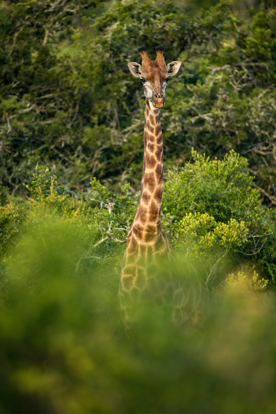 African Giraffe