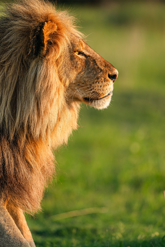 African Lion | Ameliya Safaris