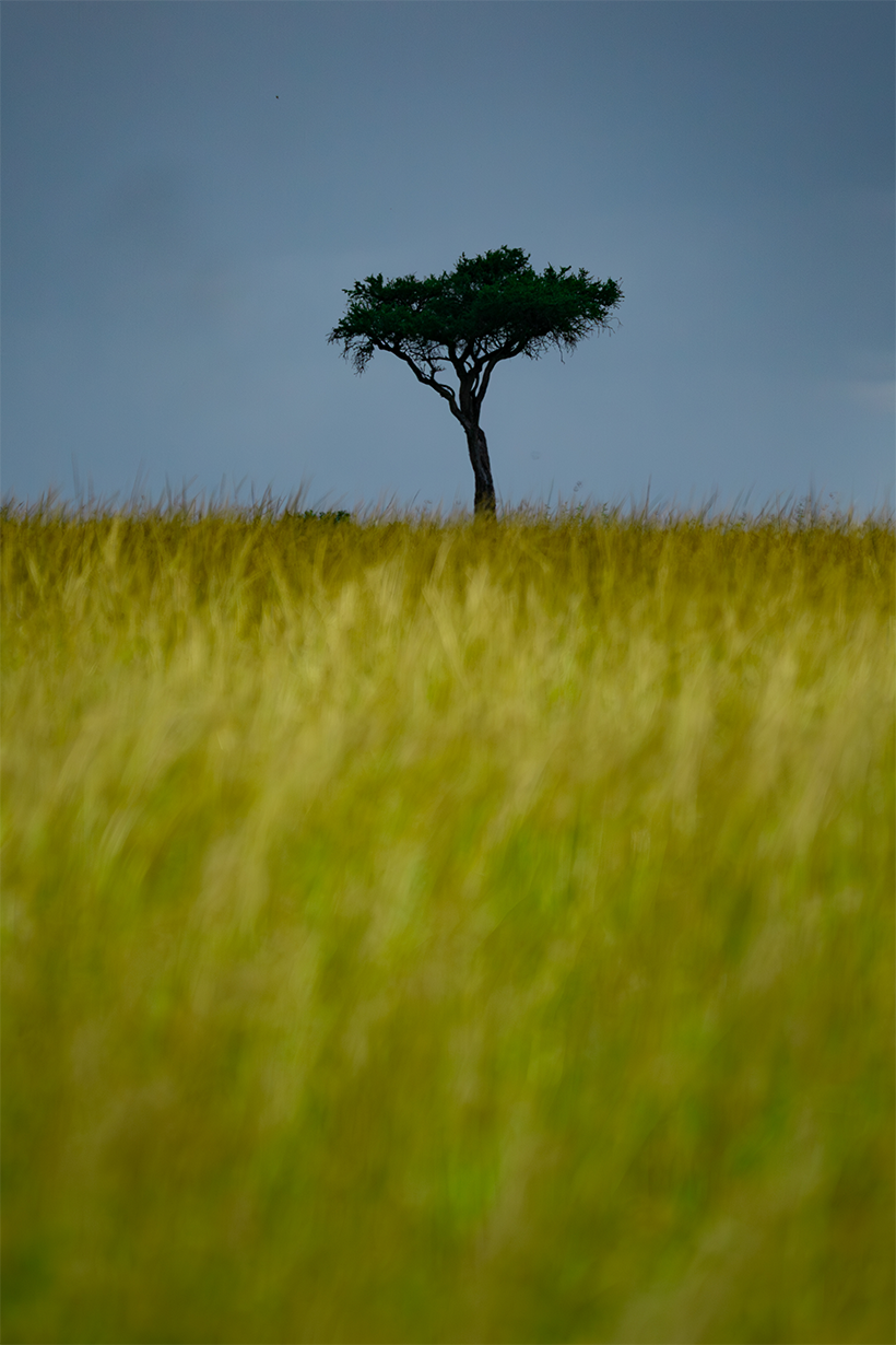 safari experience- tanzania landsacpe