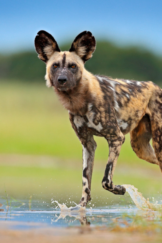 extraordinary safari experiences- wild dogs