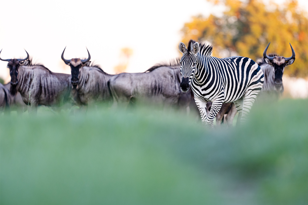 African Wildlife | Ameliya safaris | 9 Days in Kenya