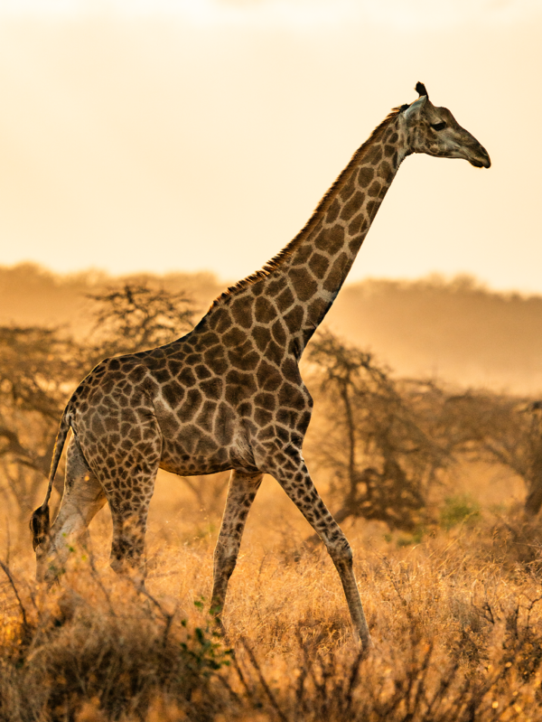 Giraffe | Ameliya Safaris