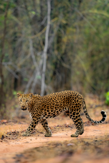 Leopard | Ameliya Safaris