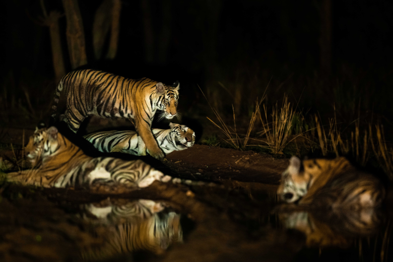 Tigers | Bandhavgarh | Ameliya Safaris