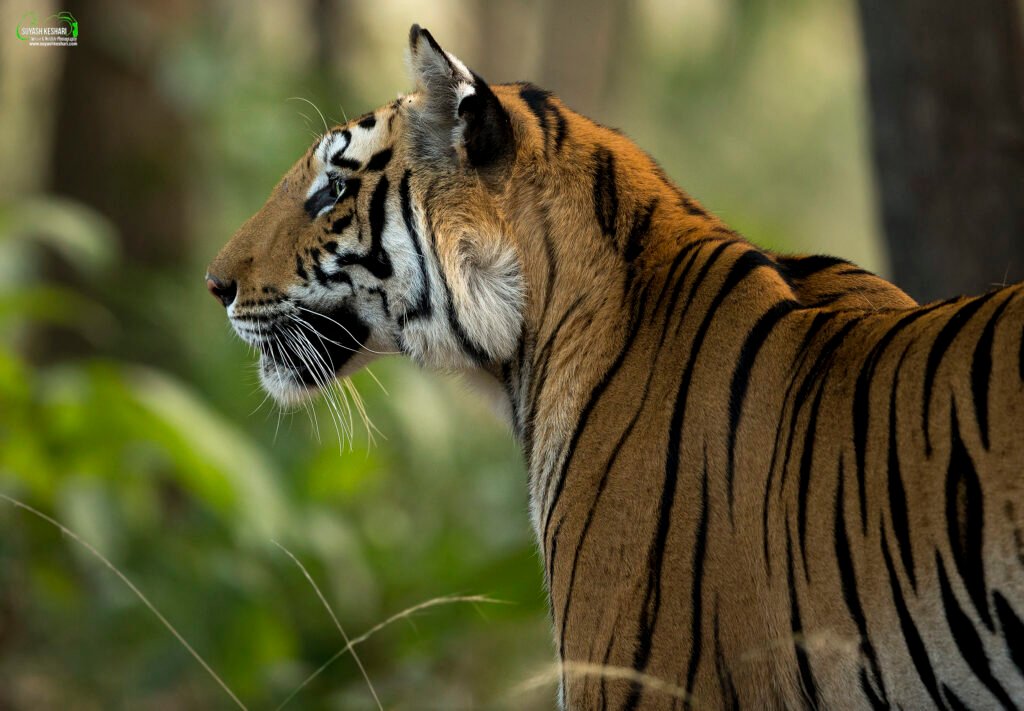 Tiger | Bandhavgarh | Ameliya Safaris