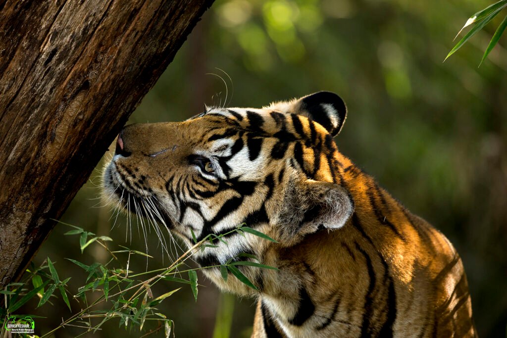 Tiger | Ameliya Safaris