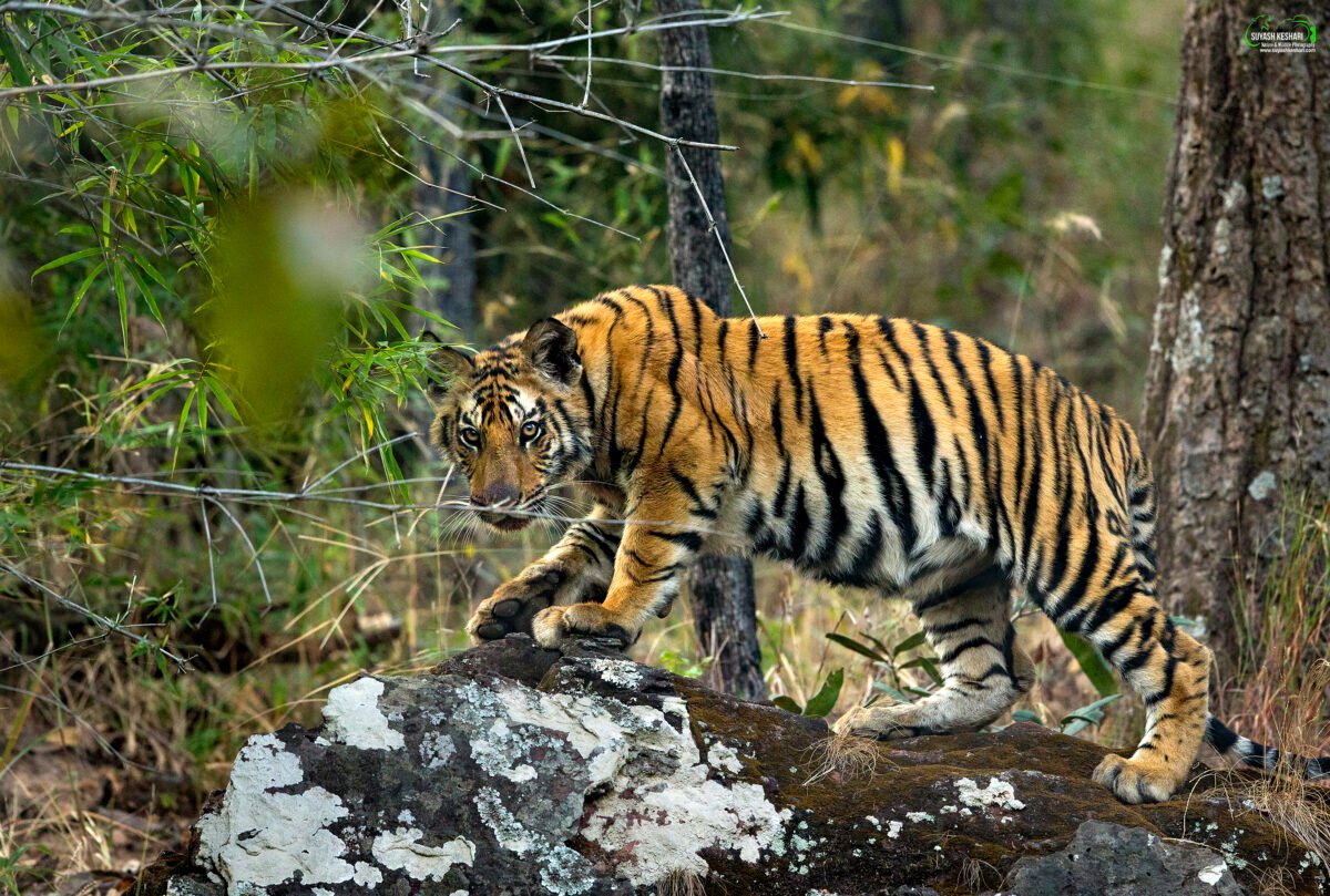 TIger | Bandhavgarh | Ameliya Safaris