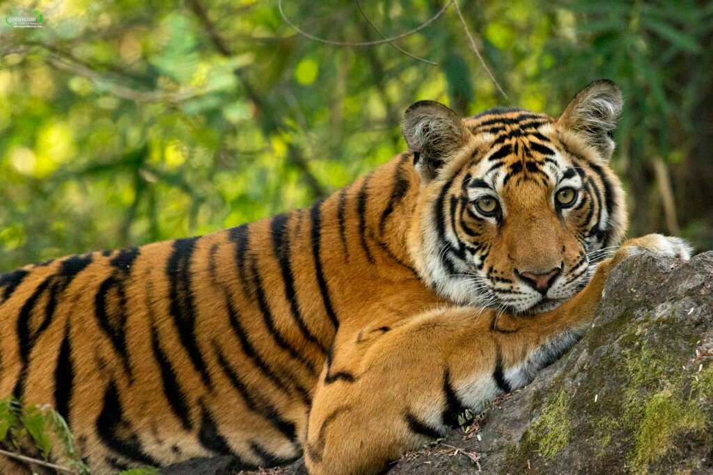 Tiger | Ameliya Safaris