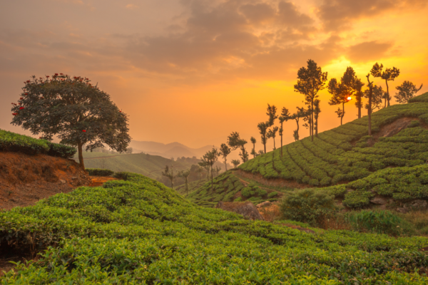 Tea Gardening Scenic View | Ameliya safaris