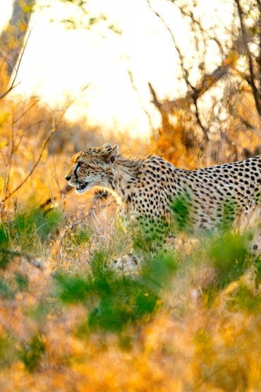 Cheetah | Ameliya Safari