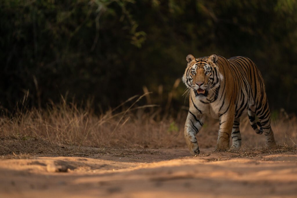 Indian Tiger | Ameliya Safaris