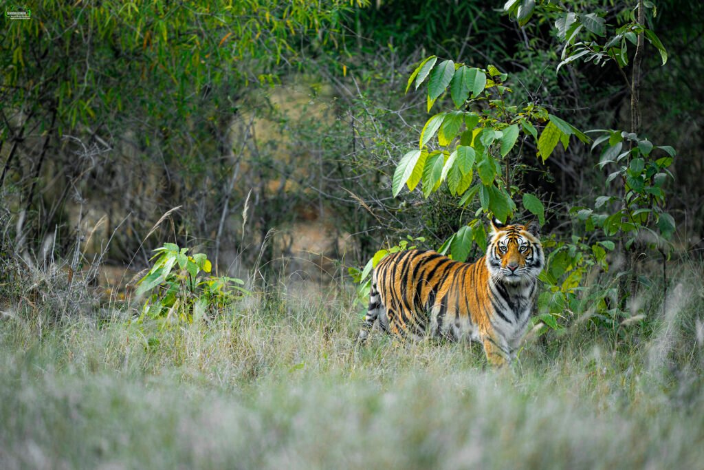 Tiger in Grassland | Ameliya Safaris