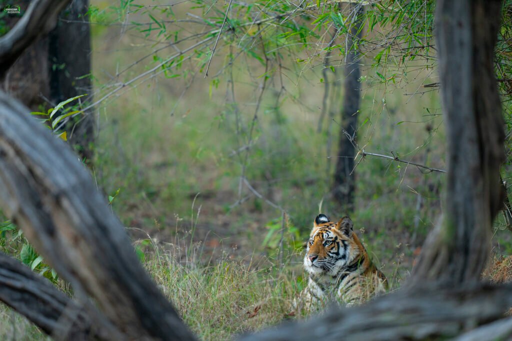 Tiger | Ameliya Safaris