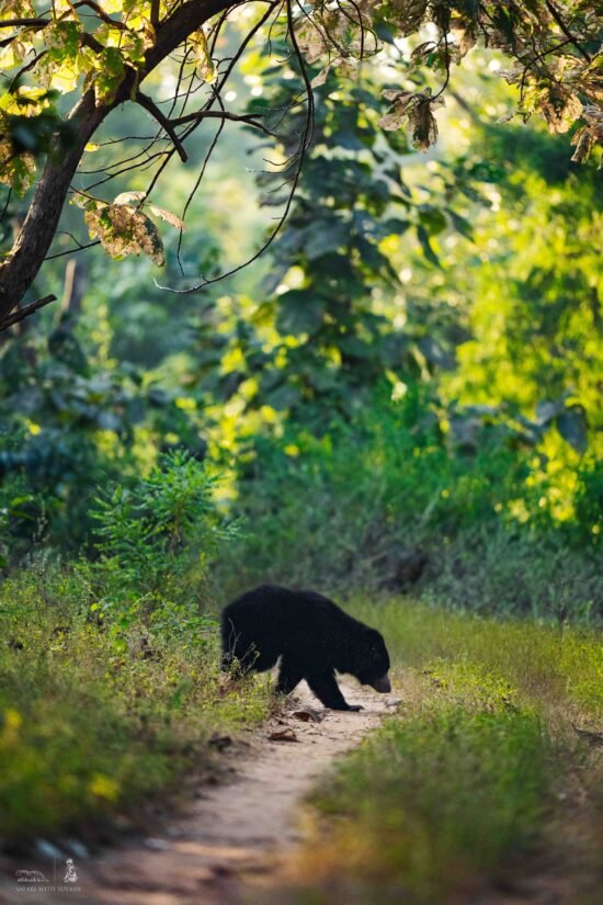 Indian Bear | Ameliya Safaris