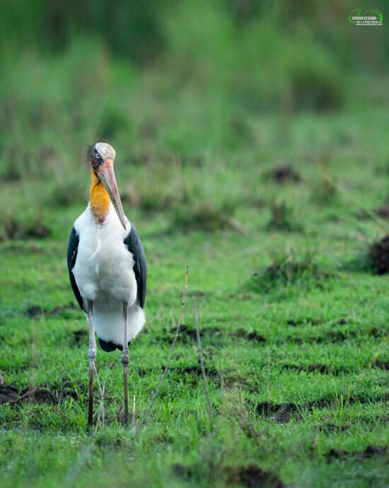 Indian Wildlife | Ameliya Safaris