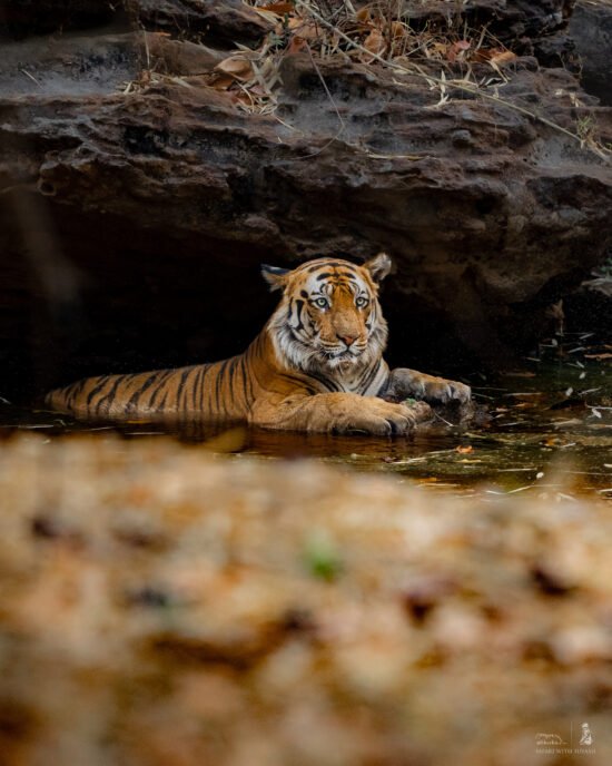 Indian Tiger | Ameliya Safaris