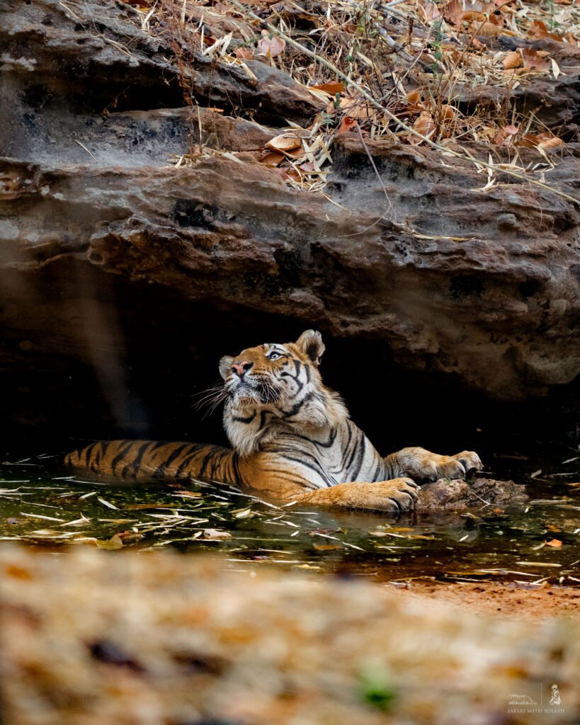 Indian Tiger | Ameliya Safaris