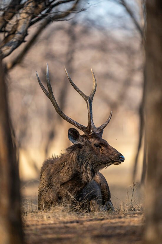 Indian Wildlife | Ameliya Safaris