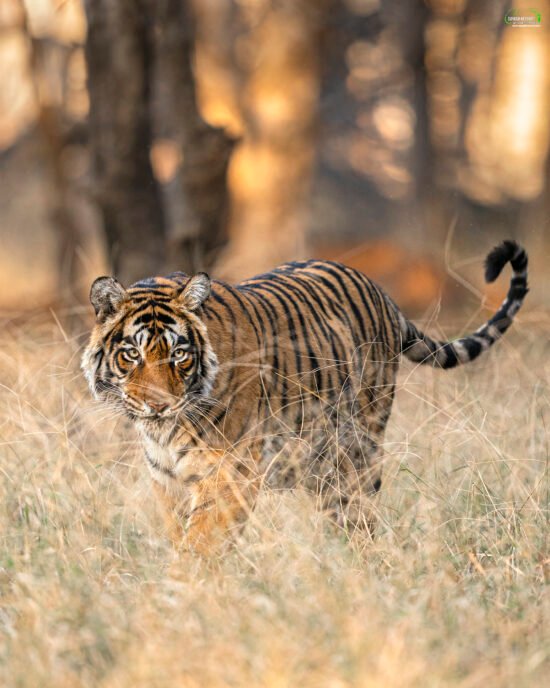 Indian Wildlife | Ameliya Safaris