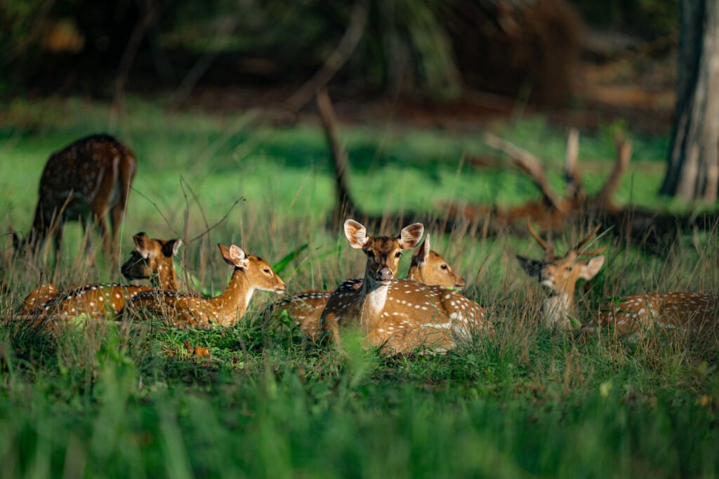 Indian Wildlife | Ameliya Safaris