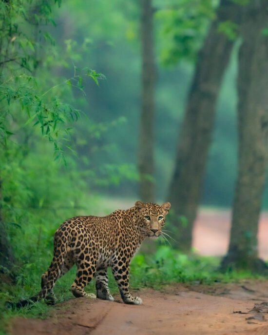 Indian leopard | Ameliya Safaris