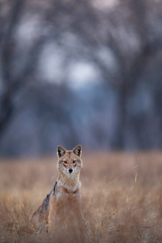 Indian Wildlife | Ameliya Safaris